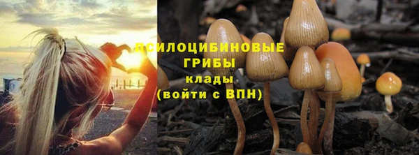 прущие грибы Наволоки